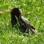 11856784_416747305192902_1752791245_a