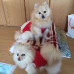 10375765_709963589056840_993710986_a