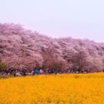 12677241_271049273227196_886095321_a