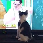 12930943_141920076205206_642133754_a