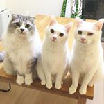 12750023_196884324003510_1498562493_a