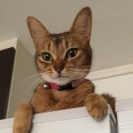 10735594_388403694652883_1698157849_a