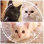 12093704_1022035771151097_528246733_a