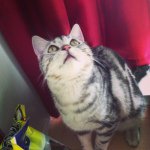 11821923_404439153099405_973685378_a