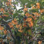 10808774_346718845510975_734937054_a