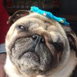 12950182_1759101327654370_153745103_a