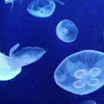 10731907_1575277539371505_990106824_a