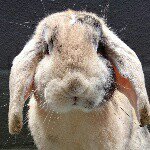 11095653_1637034543176949_618689960_a