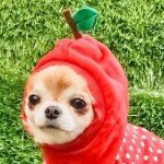 11375801_1613692215555990_375613147_a