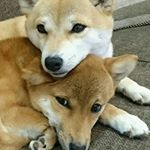 12918460_1701516683451599_1685657463_a