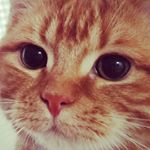 12940729_1232542020107352_1055485917_a