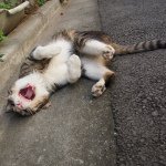 11116803_874550549278748_1198058479_a