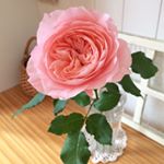 12383164_945701362210398_208405562_a