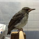 12558864_921646077923638_1598218234_a