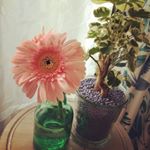 10990621_179204712446067_1078186396_a