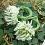 10890886_849012465154131_673070527_a