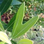 11381370_102884553397617_1885820514_a