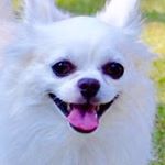 12081088_1637255449867508_1876421997_a