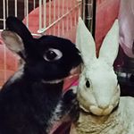 11352089_914787471921280_1413897453_a