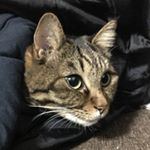 12798104_1737810729765637_962799572_a