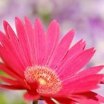 11849217_1477268762584268_301563962_a