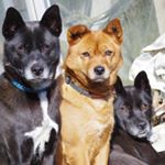 10561208_731676503600495_1151254673_a