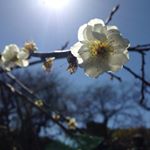 12917997_803496759782925_1774616338_a