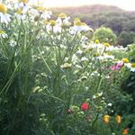 12747780_242800782720467_31788286_a