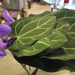 11906271_1572107546450844_1524222747_a