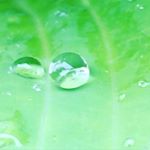 13129189_526548710879808_339707151_a