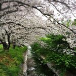 12935002_1696284290589392_891369224_a