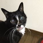 12139576_772884332837732_1831575505_a