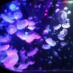 10576177_1560594064203508_1633190858_a