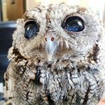 12328524_981039265345737_882381056_a