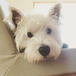 12080430_1337551106270688_1569988360_a