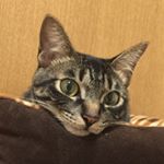 11950662_1640533516206192_1502479069_a