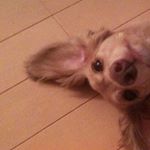 12940065_477156069156945_766233955_a