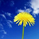 13129383_1736973286562335_9211956_a