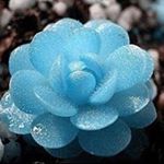 12725053_165863180462622_143704114_a