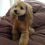 11910504_1481473338822337_1052965658_a