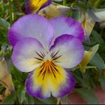 13129321_1164837140233665_486207948_a