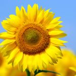 10654896_1696069283998803_1831912251_a