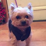 13116593_131989727208911_1792094636_a