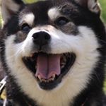 13116676_608534672644055_1385001327_a