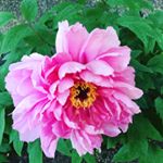 13129609_1037762666277039_1200837999_a