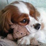 12383094_1606429086347597_391398805_a