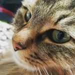 13259096_1565976200362268_1862384084_a