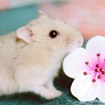 12331771_1107983822577581_41656188_a