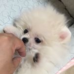 13117752_1325448287485337_1880850241_a