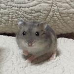 12918572_268456430161452_1613436235_a